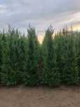 Chiparos leylandii  100 ron